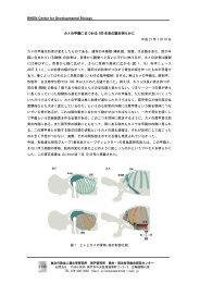 カメの甲羅にまつわる 100 年来の謎を明らかに - RIKEN CDB - 理化学 ...