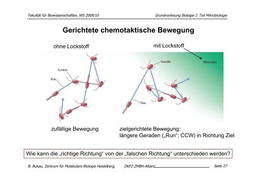 download pdf (Mikrobiologie, 24.11. 09): B. Bukau - ZMBH