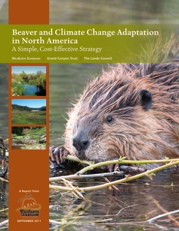 Beavers and Climate Change Adaptation in North America.