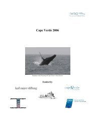 Cape Verde 2006 - Irish Whale and Dolphin Group