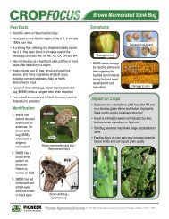 Brown Marmorated Stink Bug Lifecycle - Pioneer