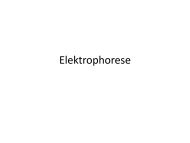 Elektrophorese - Institut für Analytische Chemie