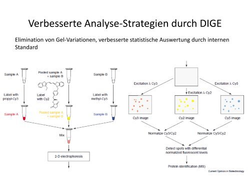 Elektrophorese - Institut für Analytische Chemie