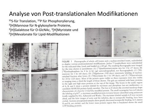 Elektrophorese - Institut für Analytische Chemie