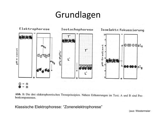 Elektrophorese - Institut für Analytische Chemie