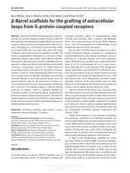 β -Barrel scaffolds for the grafting of extracellular loops ... - KOBRA