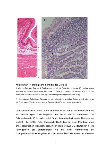 Diss_Meir_Michael.pdf (2304 KB) - OPUS Würzburg - Universität ...