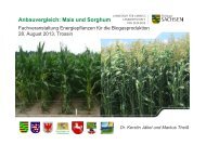Anbauvergleich: Mais und Sorghum - Landwirtschaft in Sachsen