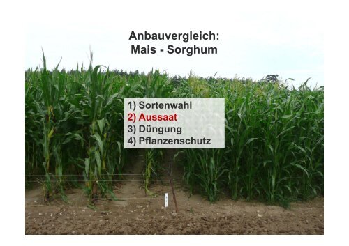 Anbauvergleich: Mais und Sorghum - Landwirtschaft in Sachsen