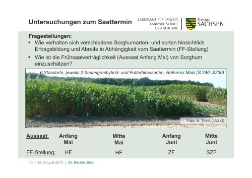 Anbauvergleich: Mais und Sorghum - Landwirtschaft in Sachsen