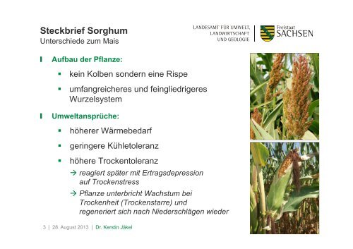 Anbauvergleich: Mais und Sorghum - Landwirtschaft in Sachsen