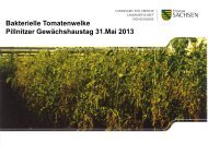 Bakterielle Tomatenwelke - Landwirtschaft in Sachsen