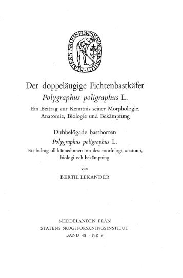 Der doppeläugige Fichtenbastkäfer Polygraphus poligraphus L.