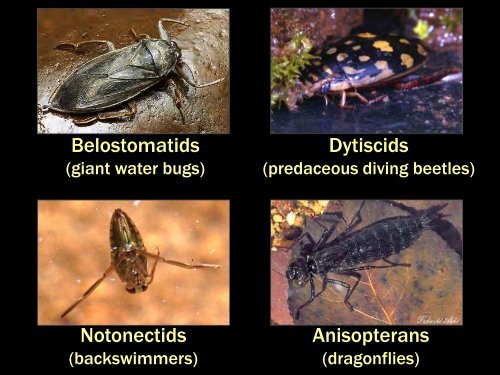 Building Wetlands for Rare Species of Amphibians ©Thomas R ...