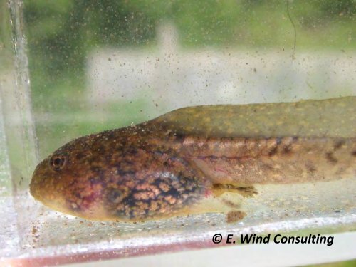 Building Wetlands for Rare Species of Amphibians ©Thomas R ...