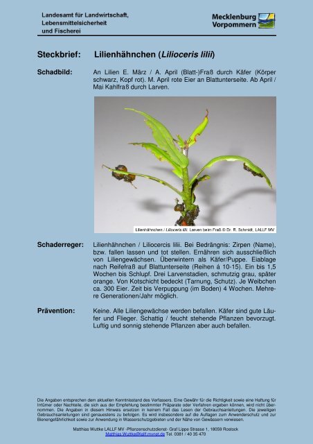 Lilienhahnchen Lilioceris Lilii Lallf De