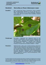 Steckbrief: Sternrußtau an Rosen (Diplocarpon rosae) - Lallf.de