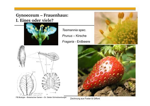 Folien zum Vortrag - Fachbereich Biologie der TU