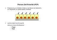 Planare Zell-Polarität (PCP)
