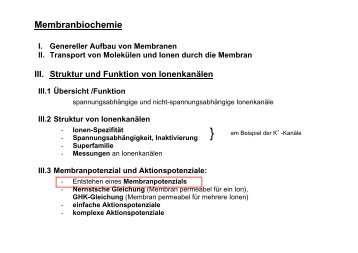 Membranpotenzial und Aktionspotenziale