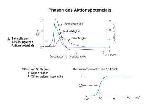 Membranpotenzial und Aktionspotenziale