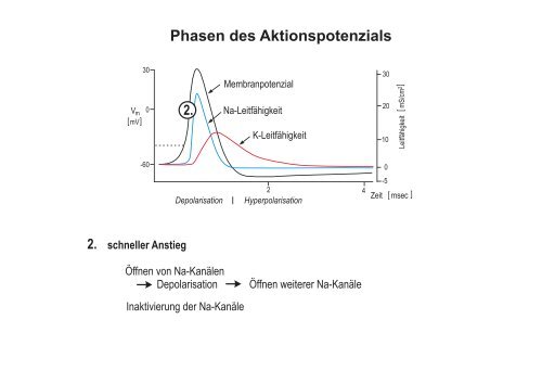 Membranpotenzial und Aktionspotenziale