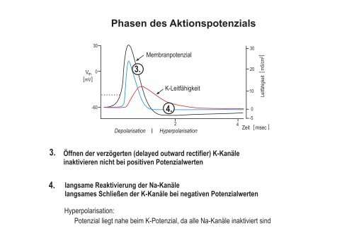 Membranpotenzial und Aktionspotenziale