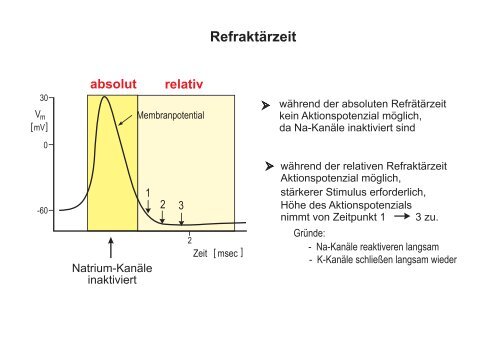 Membranpotenzial und Aktionspotenziale