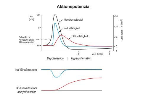 Membranpotenzial und Aktionspotenziale