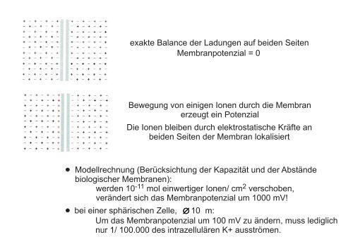 Membranpotenzial und Aktionspotenziale