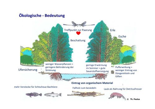 Gehölze an Fließgewässern - Funktion und Bedeutung - - GfG