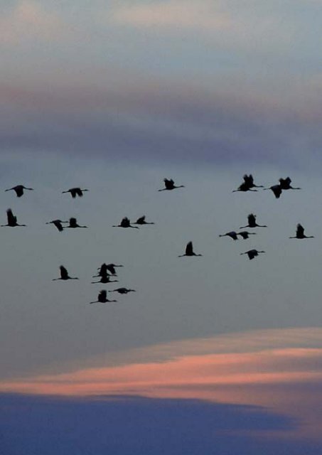 Calidris alba