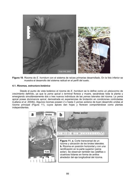 Acceda a la publicación en formato pdf (2.8 Mb). - Inia