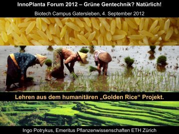 Lehren aus dem humanitÃ¤ren Golden Rice-Projekt - InnoPlanta