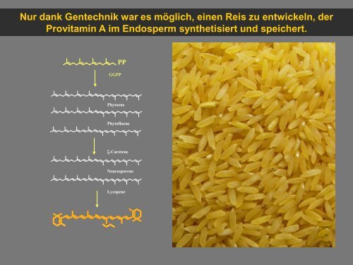 Lehren aus dem humanitÃ¤ren Golden Rice-Projekt - InnoPlanta