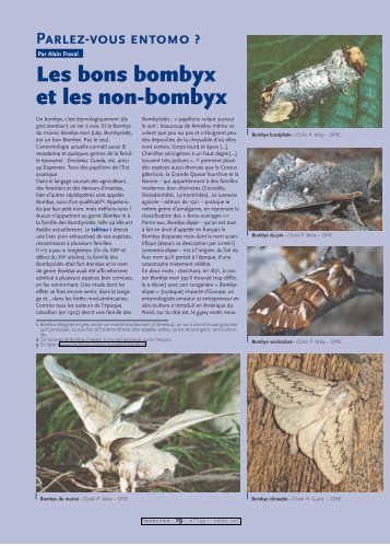 Les bons bombyx... / Insectes n° 145