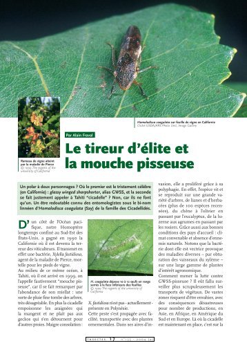 La mouche pisseuse et le tireur d'élite / Insectes n° 135