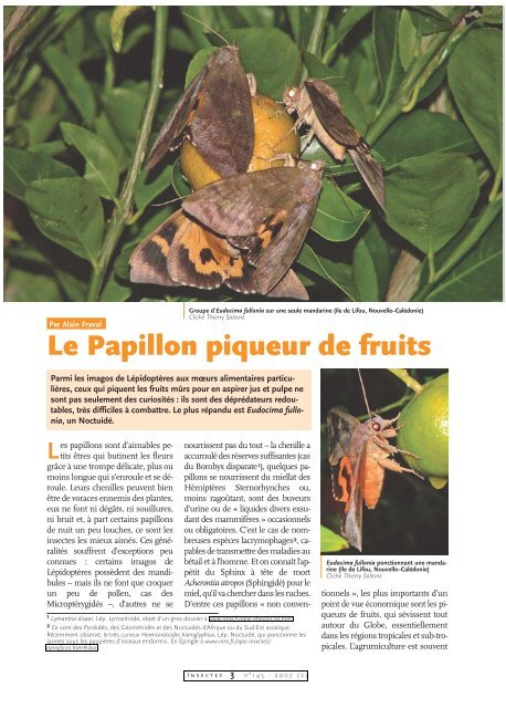 Le Papillon Piqueur De Fruits Insectes N 145