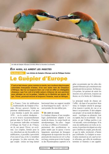 Le Guêpier d'Europe / Insectes n° 154 - Inra