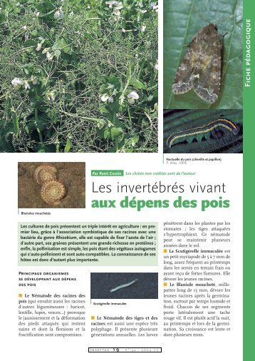 Insectes et autres invert?br?