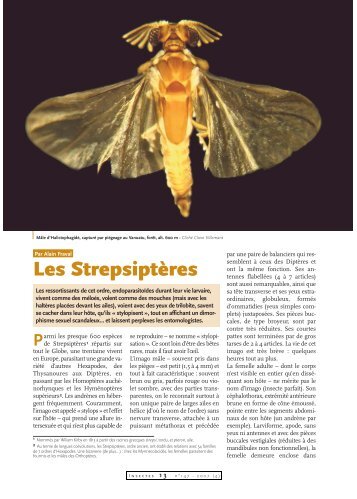 Les Strepsiptère / Insectes n° 147