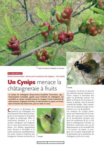Le Cynips du châtaignier / Insectes n° 134 - Inra
