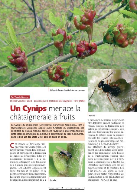 Le Cynips du châtaignier / Insectes n° 134 - Inra