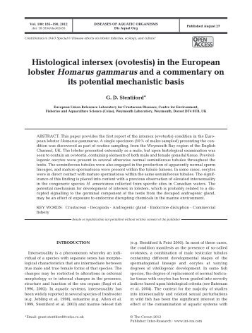 Histological intersex (ovotestis) in the European lobster Homarus ...