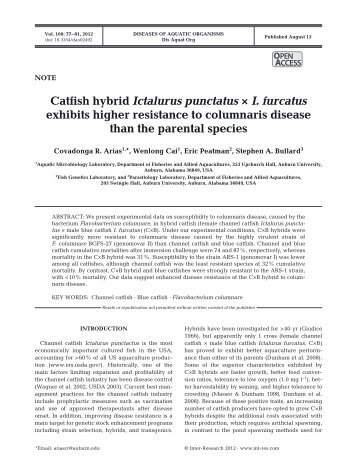 Catfish hybrid Ictalurus punctatusÃ I. furcatus exhibits higher ...