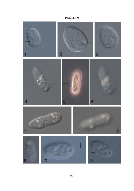 Zooplankton of the open Baltic: Extended Atlas - IOW