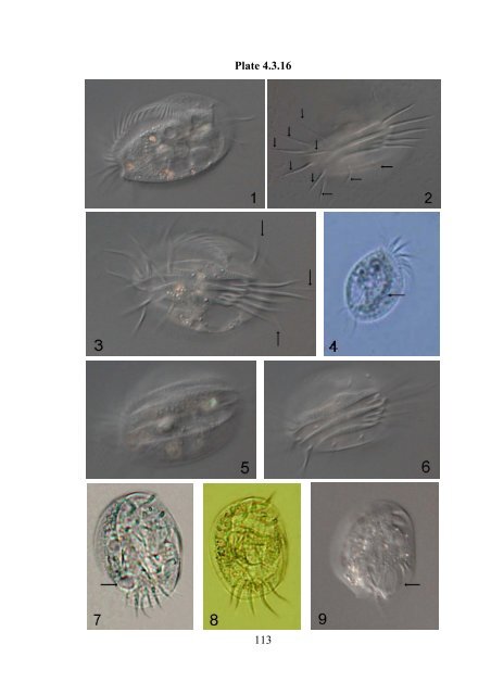 Zooplankton of the open Baltic: Extended Atlas - IOW