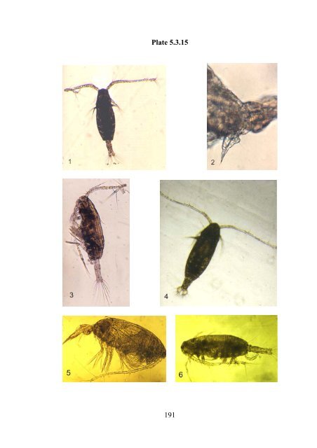 Zooplankton of the open Baltic: Extended Atlas - IOW