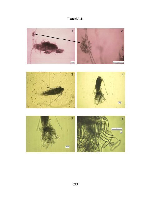 Zooplankton of the open Baltic: Extended Atlas - IOW