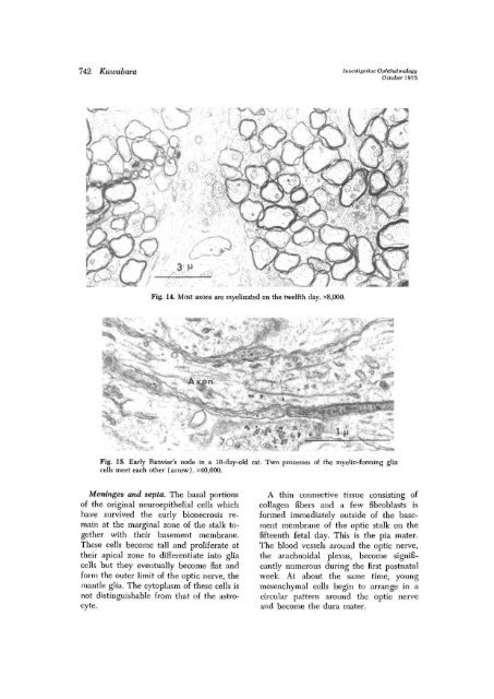 Development of the optic nerve of the rat - Investigative ...